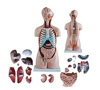 ASEDVG Modello didattico, modello di busto umano, 85 cm, modello di busto asessuale umano, 20 parti, modello anatomico del tronco, mezzo corpo con organi interni, modello anatomico scheletro per