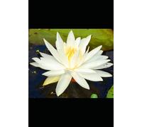 Ash on the Lotus