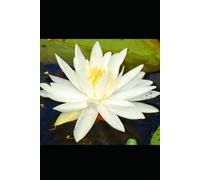 Ash on the Lotus