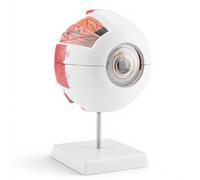 ASHATA Ingrandimento 6X Modello Anatomico dell'Occhio Umano, Bulbo Oculare per Studio di Anatomia, Insegnamento delle Scienze in Aula, Visualizzazione dello Studio, Modello Medico
