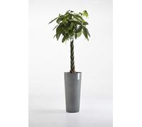 Ashortwalk Vaso Tondo Alto AMSTERDAM Ø33 H70 - ECOPOTS GREY