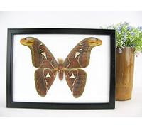 asiahouse24 Atlas moth - male - Attacus Atlas - Atlas - Vera farfalla preparata montata sotto vetro in cornice in legno nero fatta a mano