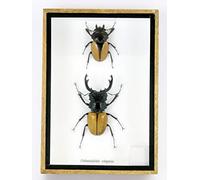 asiahouse24 - Veramente preparate e gigantesche insetti, cicale e bruchi in espositore in legno dietro vetro (2 Odotola legans chiuse)