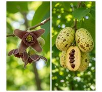 Asimina triloba (Banano di Montagna) [Vaso 1,5 Litri]