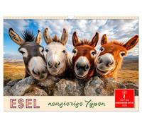 Asino - tipi curiosi (calendario da parete 2026 DIN A3 quer), calendario mensile Calvendo