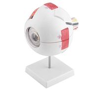 Asixxsix Modello di Bulbo Oculare Umano per L'insegnamento dello Studio Dell'anatomia - Ingrandimento 6x - Modello di Occhio Rimovibile Adatto per Materiale in PVC in Aula