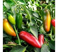 Asklepios-seeds® - 15 Semi di chili early jalapeno, Peperoncino JALAPENO EARLY, Capsicum annuum