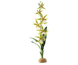 Askoll 281661 Piante terrestri Exo Terra PT2991 ragno di orchidee, 7, 6 x 12, 7 x 43, 2 cm