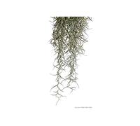 Askoll 281677 Pianta exoterra Plant Spanish Moss Large