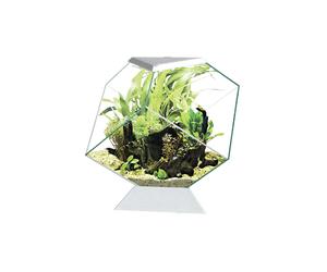 ASKOLL Ciano Nexus C5 Betta Life Acquario A Diamante Per Pesci Betta