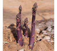asparagi Aiuole rialzate per il giardino resistenti rare varietà 200semi
