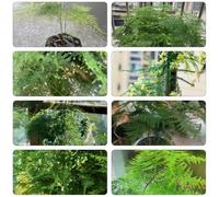 asparago - Asparagus setaceus scalatrici scalatrice verde semi giardino interno balcone letto elevato per balcone interno 65pcs