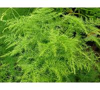 Asparagus setaceus/plumosus Asparagus Fern 9cm Pot la Descrizione Che