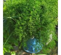 asparagus Sprengeri asparago ornamentale sempre verde da interno e esterno