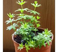 asperula, giardino biologiche interno varietà antiche resistenti 100semi