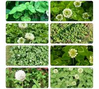 asperula semi acquistare semi giardino Cobertura resistente giardino 50pcs