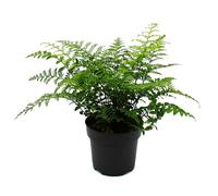 Asplenium dimorphum Parvati - speciale varietà di felce per la stanza - felce nido, vaso da 17 cm, altezza ca. 30-40 cm
