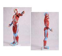 Assemblaggio Muscolare Umano, Modello Anatomico, Torace da 80 Cm, Organi Interni, Modello di Scheletro Anatomico in Classe