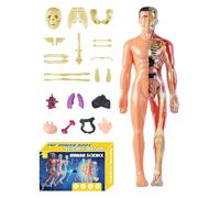 Assembly Toy For Science Educators Kids Students Learners Girls Teachers Classroom School Homeschooling Home | Kids Human Anatomy Model 3D - Human Torso Anatomical Model,