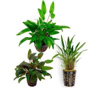 Assortimento 3 Cryptocoryne mix piante vive decorative per acquari di acqua dolce resistenti di facile coltivazione e mantenimento adatte per neofiti