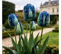 Assortimento di Tulipani Doppi Rari/Progettazione Paesaggistica da Giardino/Tulipani/Resistenti al Freddo-8 pcs-A
