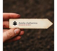 Astelia chathamica SEEDS - - SEMI Asta d'argento | Astelia delle Isole Chatham