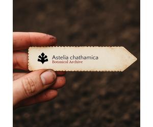 Astelia chathamica SEEDS - - SEMI Asta d'argento | Astelia delle Isole Chatham