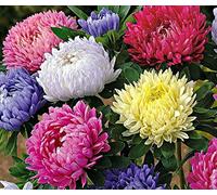 ASTER A FIOR DI PEONIA MISCUGLIO NR.300 SEMI