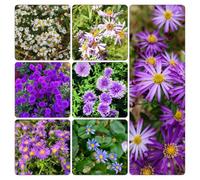 aster balcone giardino Vecchie varietà resistenti decorazioni 700semi