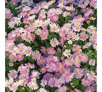 Aster di primavera decorazione riverdimento tetti semi organici perenni resistenti giardino balcone semi perenni 100pcs