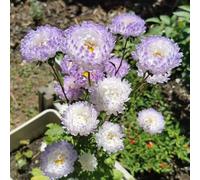 aster estivo - giardino resistenti semi di vaso semi di resistenti vaso giardino 40pcs