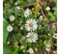 aster giardino in vaso biologici esterno balcone Vecchie 150semi