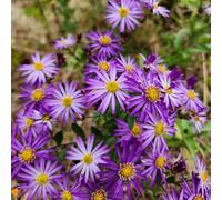 aster giardino Vecchie varietà resistenti esotiche balcone 115semi