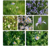 Aster indicus semi di perenni semi di esotica autunno resistenti interni tagliati bal e letti elevati giardino 650pcs