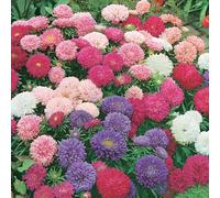 ASTER NANA REGINA DELLE AIUOLE NR.50 SEMI