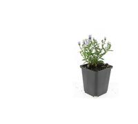 Aster Prof. Anton Kippenberg per Giardino, Viola, Set da 60, Vaso 9cm