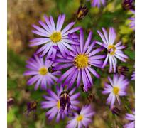 aster - resistente biologici giardino 300semi