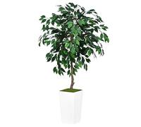 ASTIDY Albero di ficus artificiale, 1,5 m, albero finto da interno con fioriera alta bianca, pianta finta di ficus da pavimento in vaso, albero di seta artificiale per casa, ufficio, soggiorno,