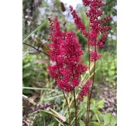 Astilbe Else Schluck | piante da giardino | bulbi estivi | MY PLANTIS | pianta a radice nuda