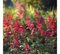 astilbe, giardino vecchie varietà 100semi