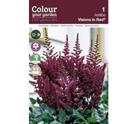Astilbe Visions in Red | piante da giardino | bulbi estivi | MY PLANTIS | pianta a radice nuda