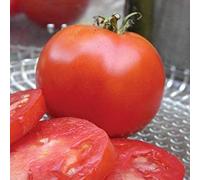 ASTONISH Pacchetto semi: 1 Semi Gram organici di L-Purpose di Gill pomodoro biologico
