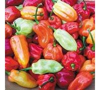 ASTONISH Pacchetto semi: 10 Semi di PEP386 Tobago condimento (da lieve a moderatamente Hot Pepper)
