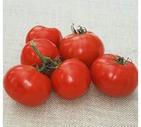 ASTONISH Pacchetto semi: 250 Semi di Oregon V - Pomodori inizio stagione