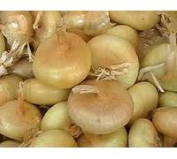 ASTONISH Semi Pacchetto: 25 - Semi: Semi di cipolla - Borettana Cippolini - Pulsante classica forma -"dischi volanti !!"