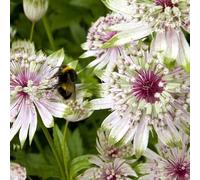 Astrantia major - Astrantia major giardino sul balcone da interno Aiule rialzate per il giardino, esotiche decorazioni 450semi
