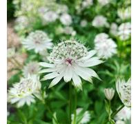 Astrantia major - giardino interno balcone con sul raro 225semi