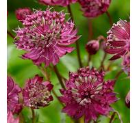 Astrantia Sparkling Stars Rossa - Fiori Estivi | Pianta rustica ideale per vasi, contenitori e aiuole: perfetta da piantare in giardino nella stagione giusta.