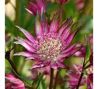 Astrantia Star of Love - Erba Stella, perenne rustica da giardino | Pianta rustica ideale per vasi, contenitori e aiuole: perfetta da piantare in giardino nella stagione giusta.