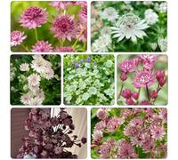 Astrantia stellaria - Aiule rialzate per il giardino in vaso da giardino del roccioso serre da balcone balcone varietà biologiche tradizionali serra interna 550semi
